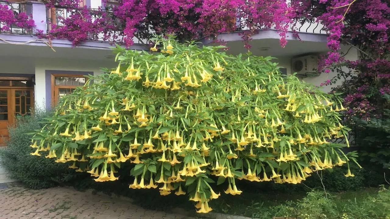 Garden Bloom Hotel Dalyan 0*,